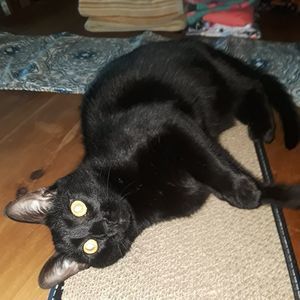 Meet your Posher, Lisa